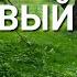 Ласковый мужик Мне приснился ласковый мужик исполняет Елена Бортникова Екатерина Шаврина