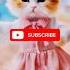 Cat Dancing Video Short Video Viral Cat