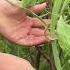 Three Ways To Get The Most Out Of Your Sweet Peas This Summer