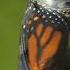 Monarch Butterfly Emerging Time Lapse