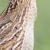 New Quail Natural Sound Batair Ki Awaz