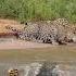 A Leopard Being Stalked By A Crocodile Leopard Crocodille