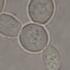 Baker S Yeast Under The Microscope