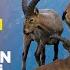 Qafqaz Sıra Dağlarında Sürü Halında Kameralara Düşən Dağ Keçiləri