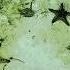 Starfish At Alona Beach Panglao Island Bohol