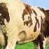 Pink Floyd Atom Heart Mother Suite Full Song