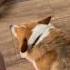 Easy On A Sunday Morning Cutedogs Corgis Viralshorts2023