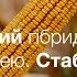 КВС МІЛЕКАНО ФАО 350 Ремонтантний стабільно врожайний під час посухи Кукурудза