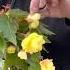 Begonias How To Get Bigger Flowers And Increase Bloom Production