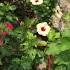 Hibiscus Collection In My Terece