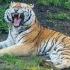 Roar Of A Siberian Tiger From Prague Zoo