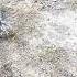 How To Grow Grass In Only A FEW Days Garden Lawncare Lawn Lawnmaintenance