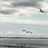 Slow Motion Flight Of Birds