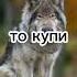 ауф цитаты цитатыотволка волкауф волк