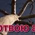 Научи меня Господи славить Тебя Караоке