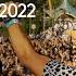 Genix Tomorrowland 2022 FULL DJ SET