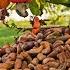 Harvesting MILLIONS Of Cashew Nuts For Processing Mega Food Factory