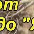 Корневой сельдерей выращивание от начала и до конца в одном видео