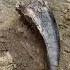 Unearthing A T Rex Tooth Duranosaur