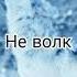 ЛУЧШИЕ ЦИТАТЫ С ВОЛКАМИ ЦИТАТЫ ЖИЗНИ ВОЛКА НА АВТАРКУ Выпуск 1 Shorts