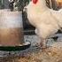 Backyard Chickens 6 Hours Long Continuous Footage Sounds Noises Hens Clucking Roosters Crowing