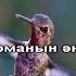 Құс қайтып Алматыма караоке казакша