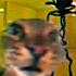 Cat Meows At Door But In Meme Songs