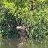 Ibis Balancing On Mangroves During High Tide Birds Animals Animalshorts