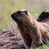Сурок байбак кричит Marmota Bobak