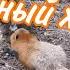 ЛИ СЯО Алиса Лиса Смешные моменты Все махания хвостом