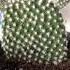 A Very Soft Cactus