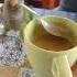 Funniest Parrot Moments That Will Make You Laugh Out Loud Birds