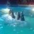 Дельфины танцуют ламбаду