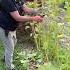 One Of The Last Harvests Of This Patch For 2023