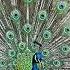 Peacock Sound Effect Animal