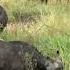 Buffalo And Bison Sound Effects