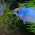 Shortvideo Shortsfeed Shorts Short Subscribe Aquariumfish Blue Ram Nion Tetra Ma Sha Allah