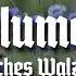 Kornblumenblau Deutsches Volkslied Liedtext