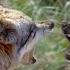 Even The Wolves Avoid This BADGER What Is The American Badger Capable Of