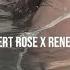 Desert Rose X Renegade Sped Up Reverb TikTok Remix Version