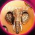 Monaloca Indie Elephant Kole Audro In My Head Original Mix Axiom Music