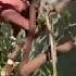 How To Tame A Wisteria And Revive An Old Wisteria