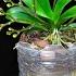 Tips For Growing Orchids In PLASTIC Bottles The Flowers Bloom Forever Without Fading