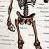 Human Body Строение скелета человека 10 05 22