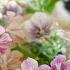 Harvesting Phlox Drummondii For A Simple Table Posy