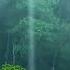 Listen To The Rain On The Forest Path Relax Reduce Anxiety And Sleep Deeply