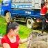 Harvesting Many Pigs From Pig Farm Goes To Sell Use Truck To Transport Many Pigs New Life