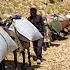 Nomadic Life A Nomadic Family S Struggle For Survival Hay Harvesting Nomadic Style