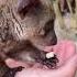 Lovely Bush Baby Feeding Galago