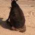 Donkey Enjoy Sitting On A Teddy Bear